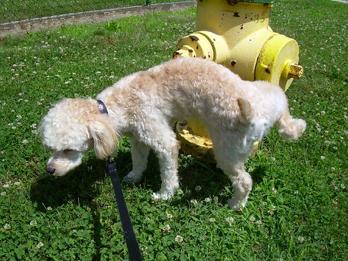 Whats In The Urine? (Part I What You Can Notice On Your Own) Dawg