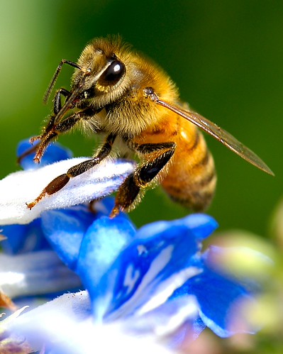 13 Cool Photos of Bees