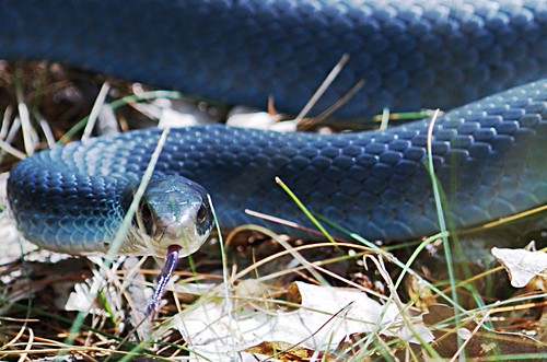 Blue Racer Snakes World Of Snakes