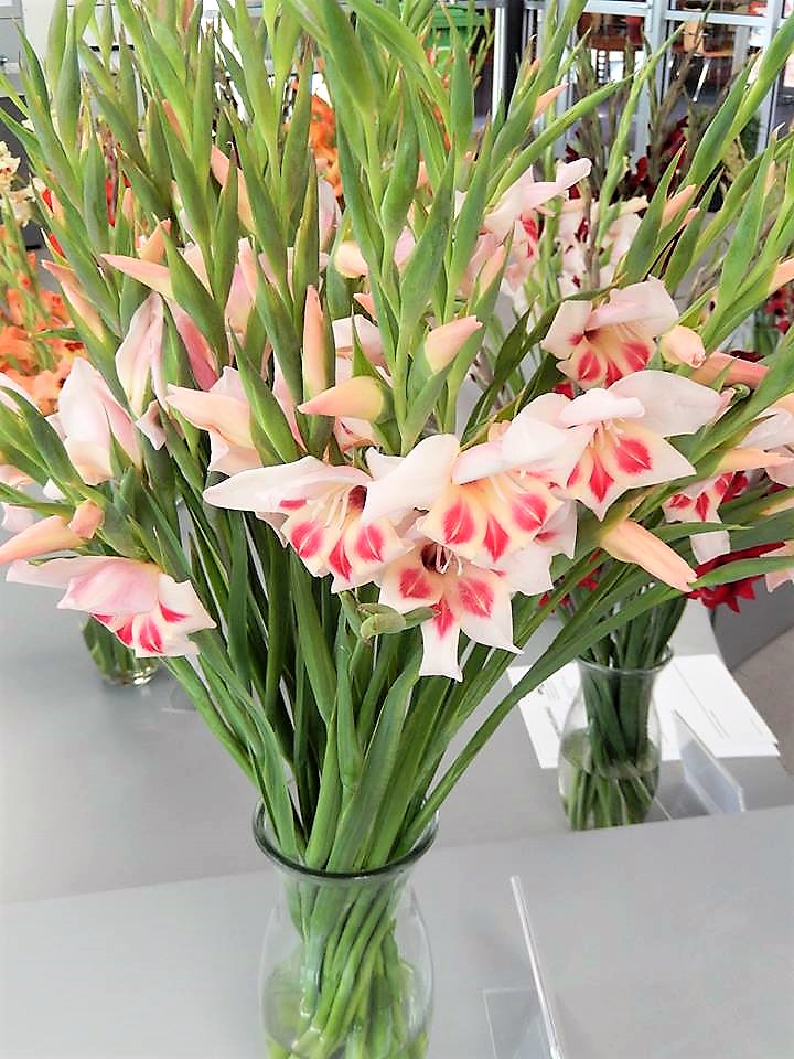25 NEW Gladiolus Varieties the World Needs More Of! Check Out Our Photo