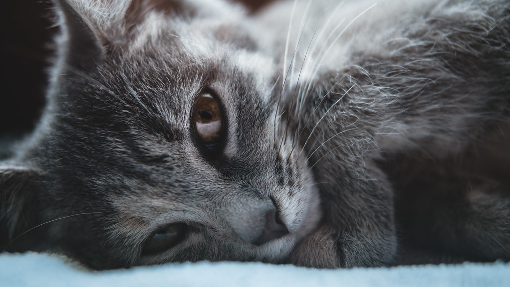 Hauskatze Baby Grau Heimidee
