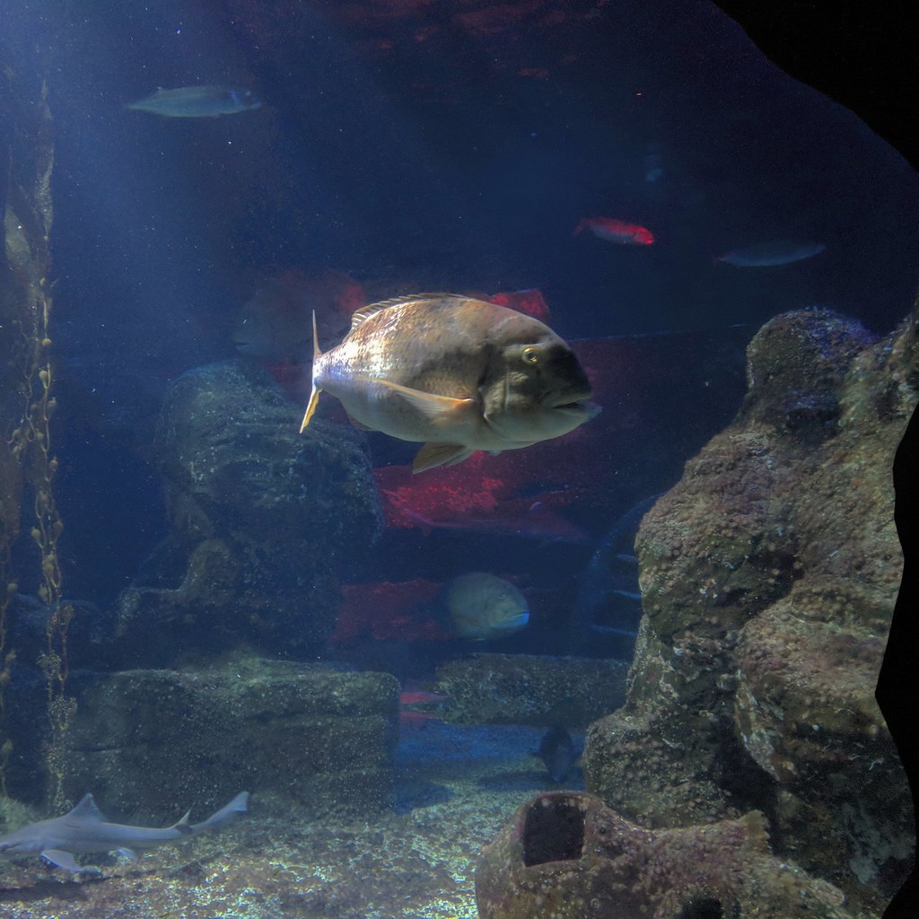 kuchen backofen Aquarium Fische Berlin