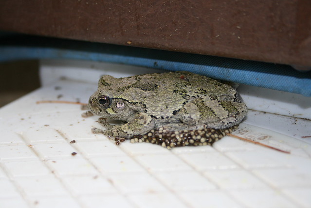 mama Grey Tree Frog on eggs Flickr Photo Sharing!