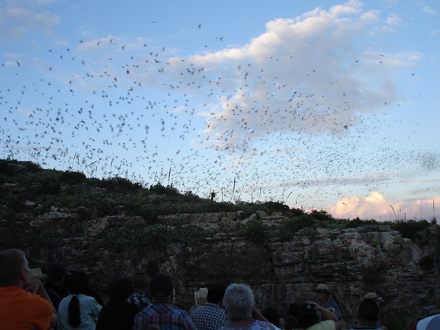 Carlsbad Caverns Bat Flight a photo on Flickriver