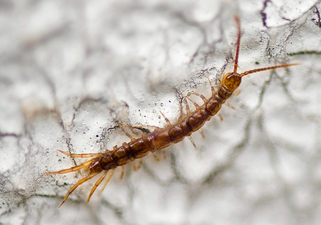 Baby Centipede Flickr Photo Sharing!