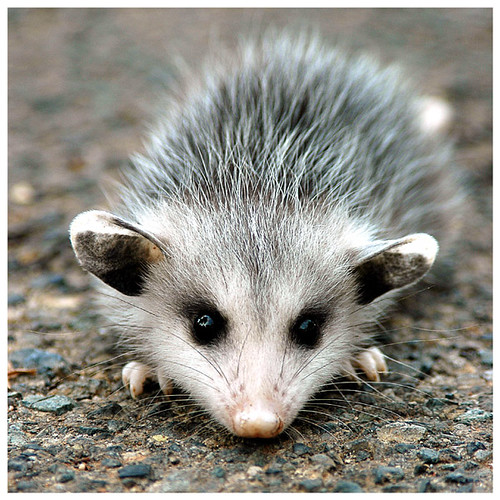 day 42 bonus baby possum again Flickr Photo Sharing!