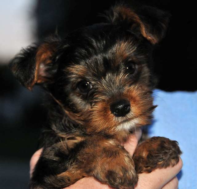 yorkie puppy black and tan 3 Flickr Photo Sharing!