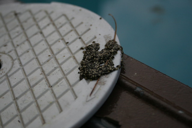 Grey Tree Frog eggs on pool filter Flickr Photo Sharing!