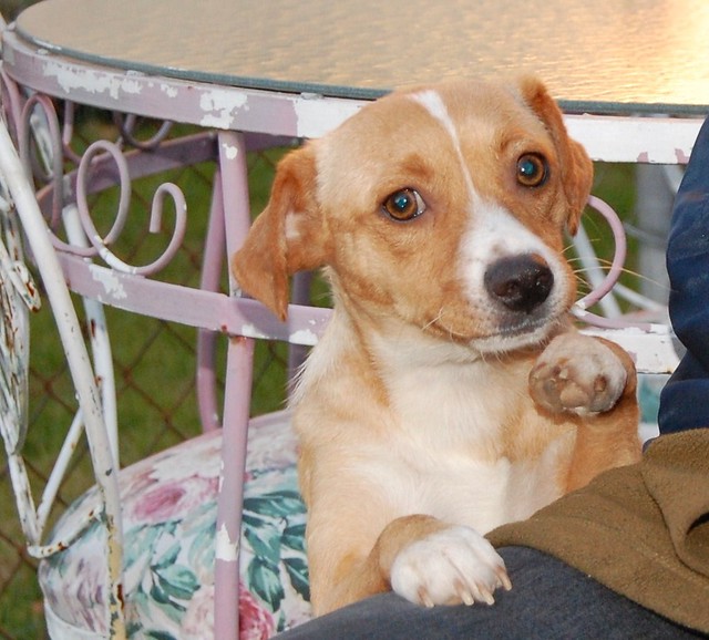Adopt Lola, the beagle feist mix, from Paws N' Time Rescue! Flickr