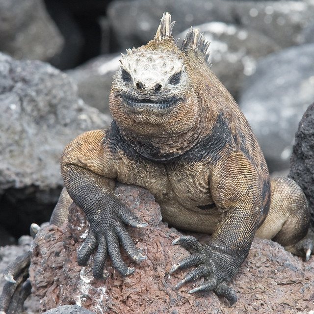 Marine Iguana (Galapagos) Flickr Photo Sharing!