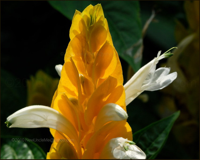 Yellow Cone Shaped Flower Flickr Photo Sharing!