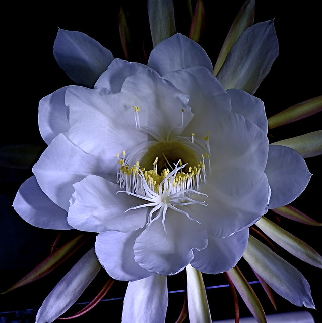 Midnight bloom Flickr Photo Sharing!