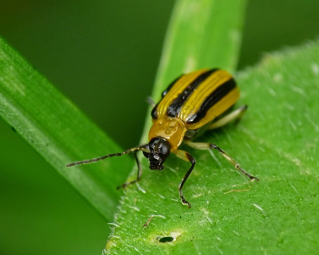 Striped Cucumber Beetle Explore MarkJankura's photos on Fl… Flickr