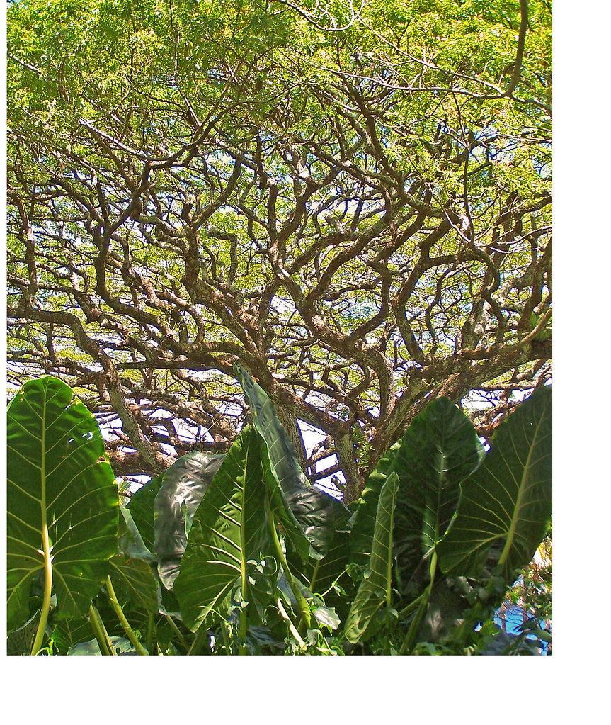 Opihikao Hawaii Tripcarta