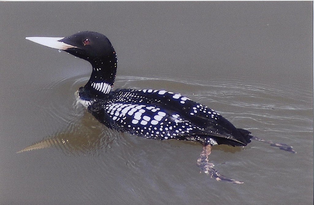 Elevation of New Kingstown, PA, USA Topographic Map Altitude Map