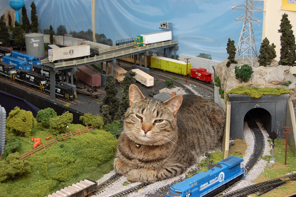 Кот в поезде фото — Каталог Фото