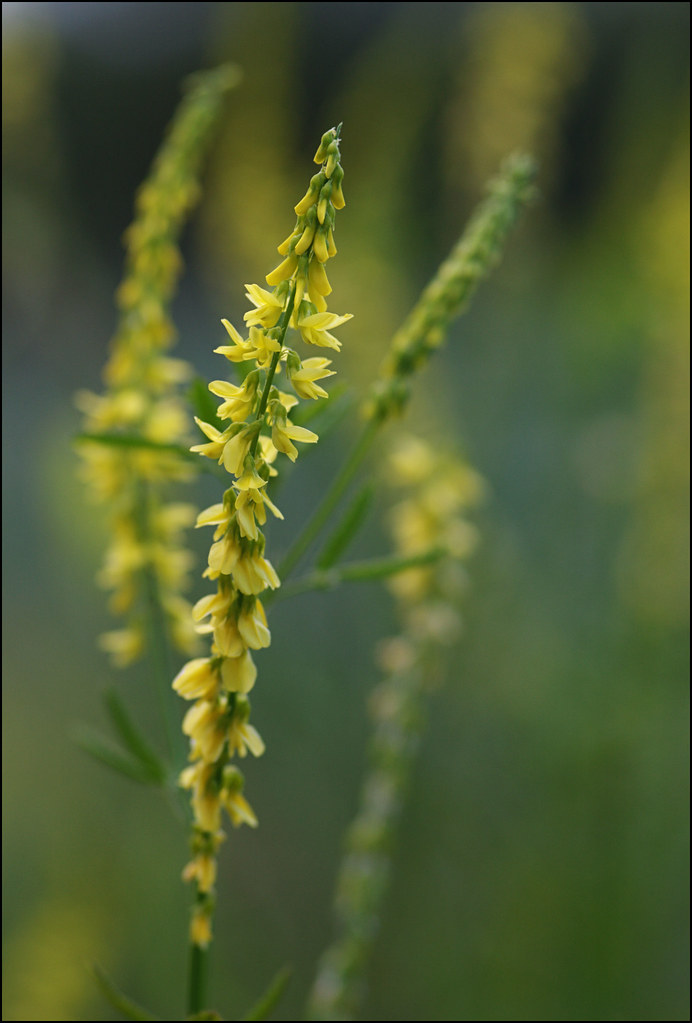 Yellow Sweet Clover (Invasive Exotic Plants of North Carolina