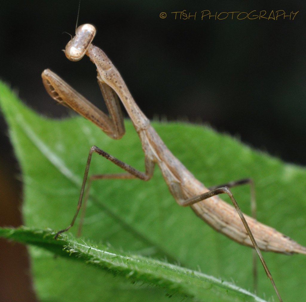 Giant African Mantis, SPHODROMANTIS VIRIDIS [photo heavy] Photos of