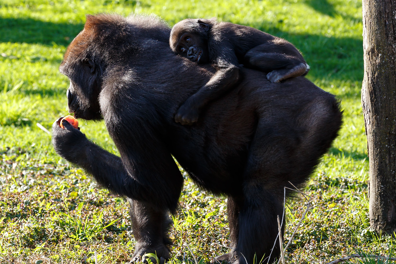 Some animals at the Lincoln Park Zoo