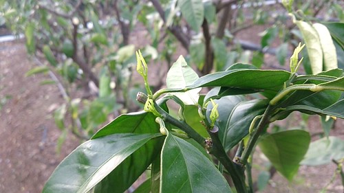 果樹 濃い緑の葉 新芽付き 新芽シリーズ🌱 マホニアコンフューサ（Mahonia confusa） 植栽によく