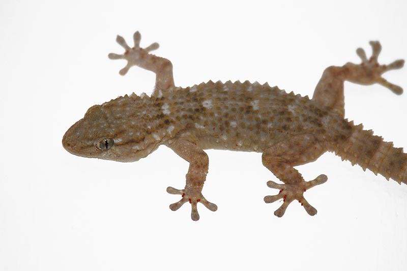Weltreise Tag 773 Der Gecko an der Wand