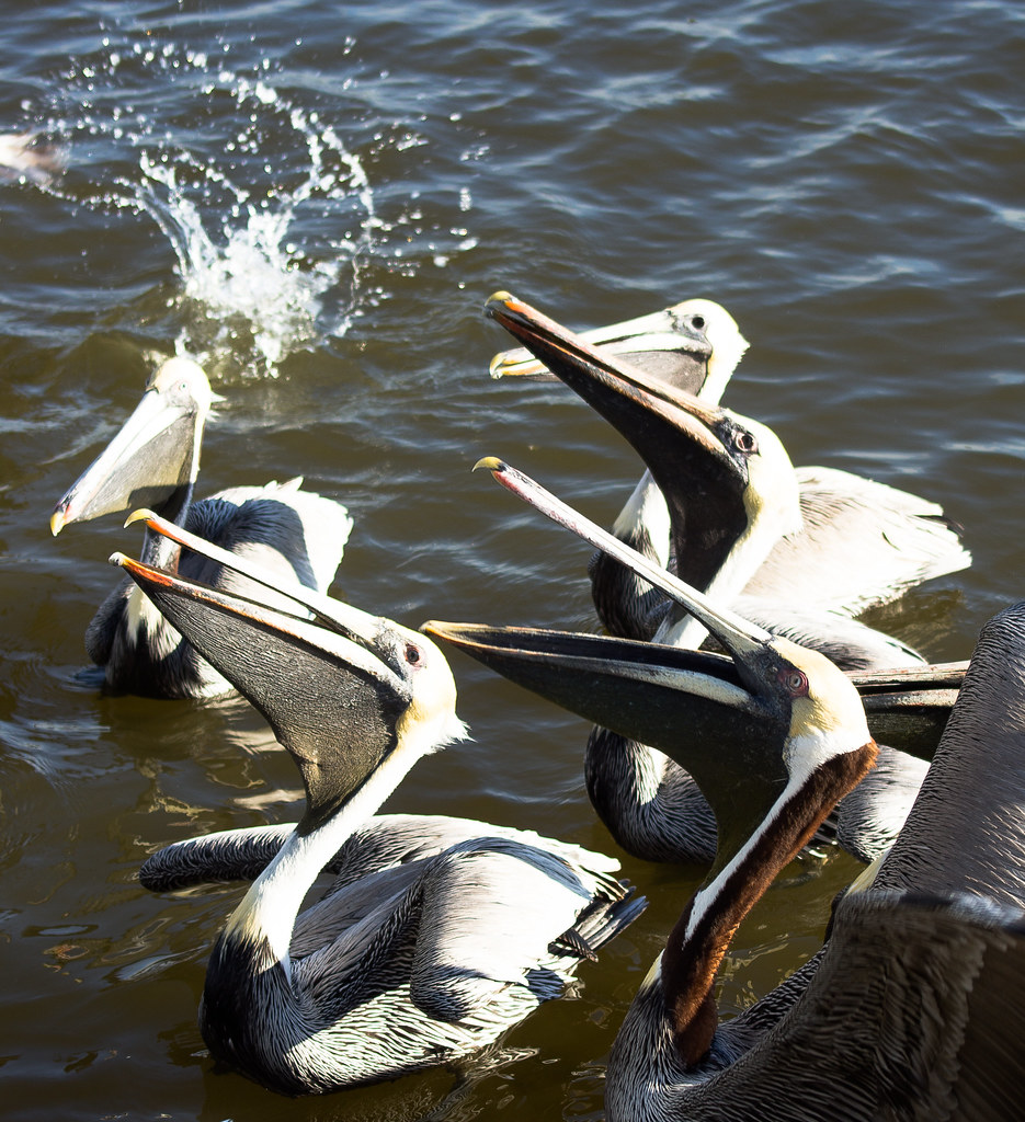 Helen Key Florida Tripcarta