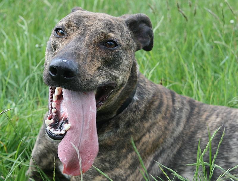 Bryson Brindle lurcher boy around 2 years GREYHOUND GAP