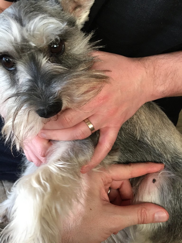 Penny Has A Skin Blemish... - The Schnauzer Forum