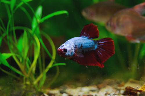 5 Affordable Betta Fish Heaters For 1, 5 and 10 Gallon Tanks 2018
