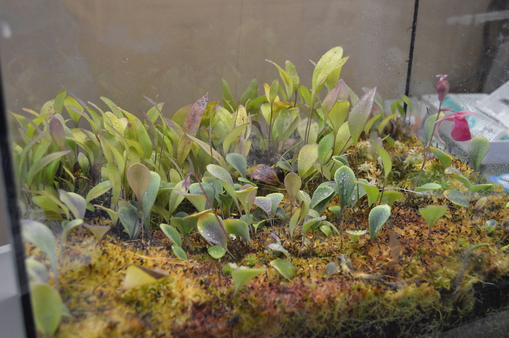 Mini Utricularia Terrarium Fotos Gesellschaft für