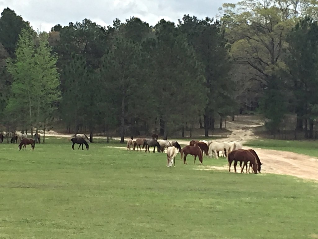 Elevation of LA, Hineston, LA, USA Topographic Map Altitude Map