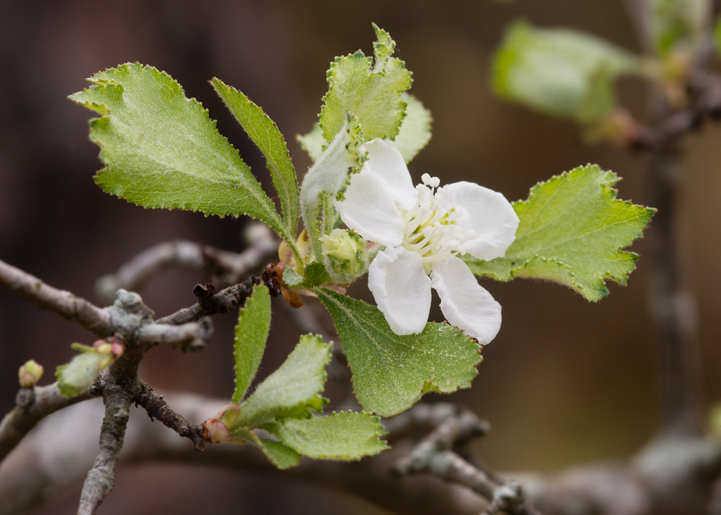 Elevation of Bethune, SC, USA Topographic Map Altitude Map