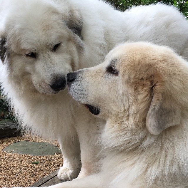 Great Pyrenees Pictures and Informations