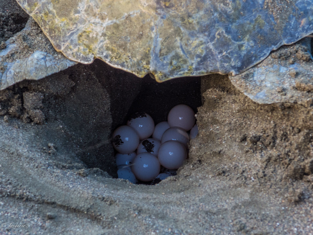 Turtles laying eggs. Page 3