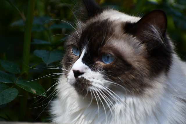 Ragdoll Cat Pictures and Information
