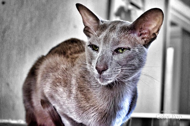 Oriental Shorthair Cat Pictures and Information