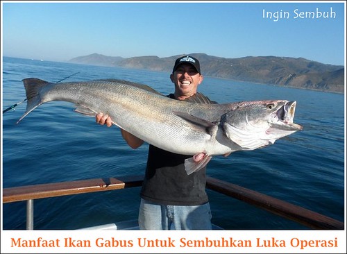 Cara Masak Ikan Gabus Untuk Obat Info Kesehatan
