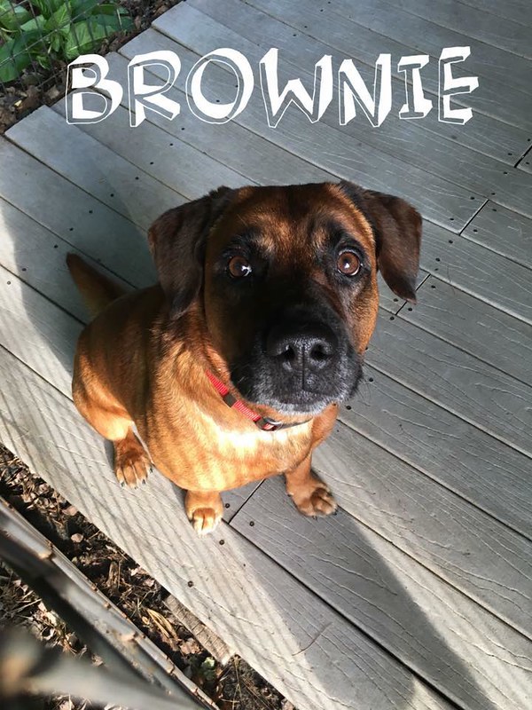 SHELTER SUNDAY Meet Brownie (hound mix) and Sunshine (calico cat