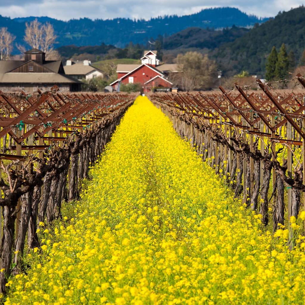 Elevation of Pacific Union College, 1 Angwin Ave, Angwin, CA, USA