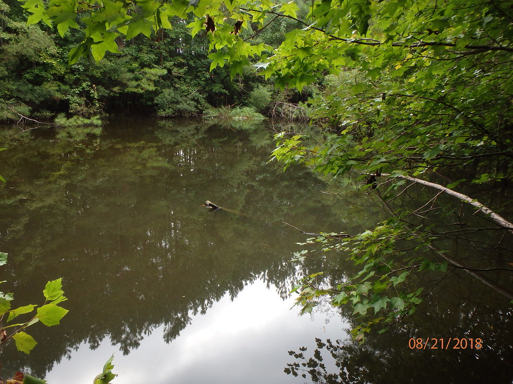 Elevation of Mason Rd, Durham, NC, USA Topographic Map Altitude Map