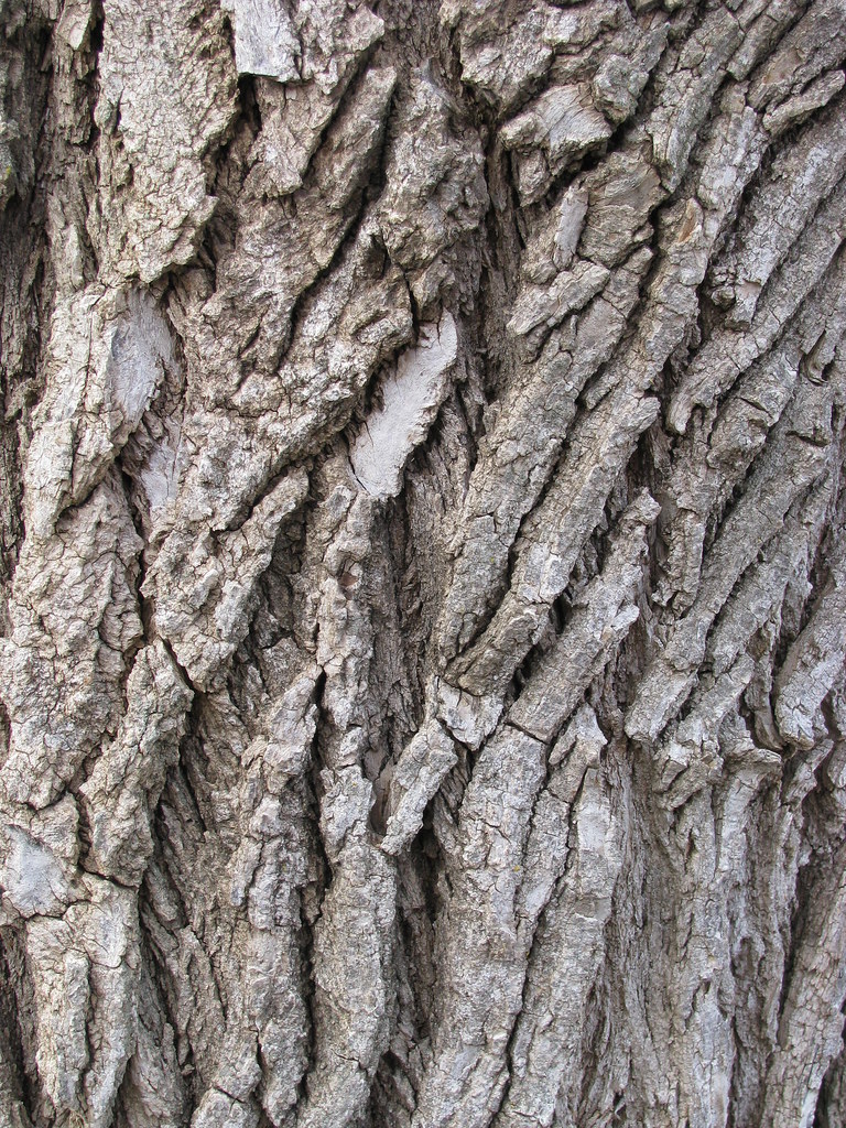 Eastern Cottonwood Tree ScienceBlogs