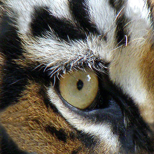 Eyes of the Tigers Animal Pictures