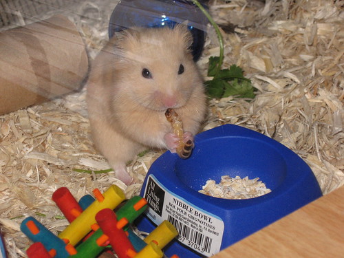 Insects? Food & Nutrition Hamster Hideout Forum