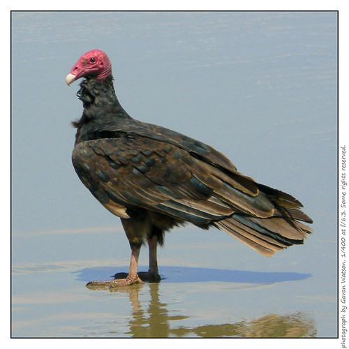 Do birds get sunburns? Gavan P.L. Watson
