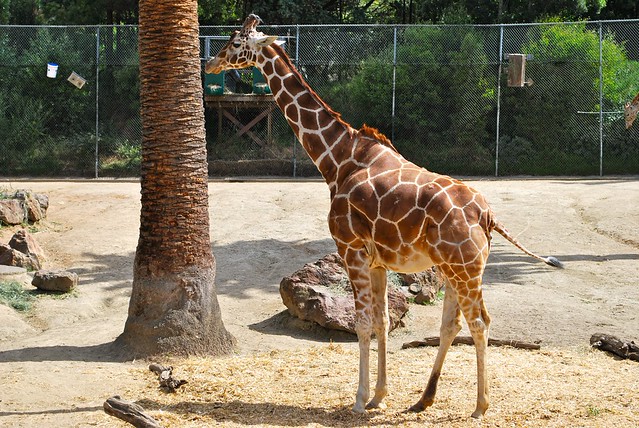 A Day at the Zoo Enrichment