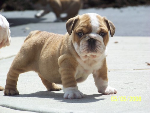 English Bulldog Bumps On Skin
