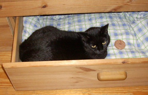 Tierfreundetreff Druckvorschau wieviel Platz braucht eine Katze