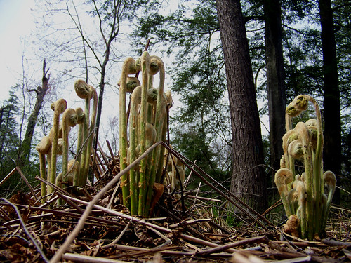 Fiddlehead Forest Michigan in Pictures