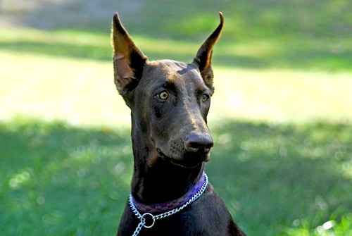 All Black Dobermans? Page 2 Doberman Forum Doberman