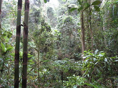 La forêt tropicale de Ranomafana